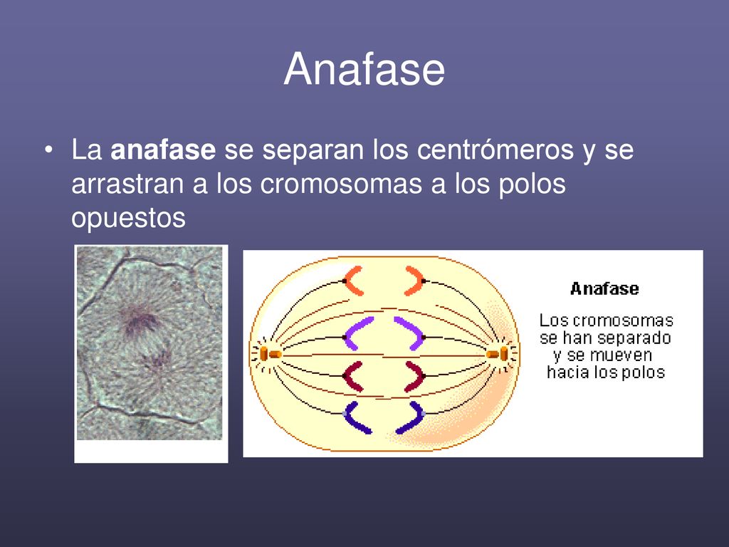 Anafase La anafase se separan los centrómeros y se arrastran a los cromosomas a los polos opuestos