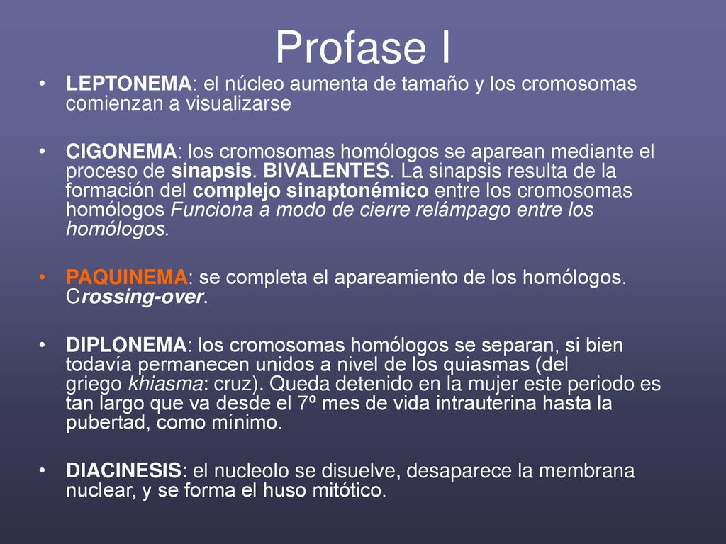 Profase I LEPTONEMA: el núcleo aumenta de tamaño y los cromosomas comienzan a visualizarse.