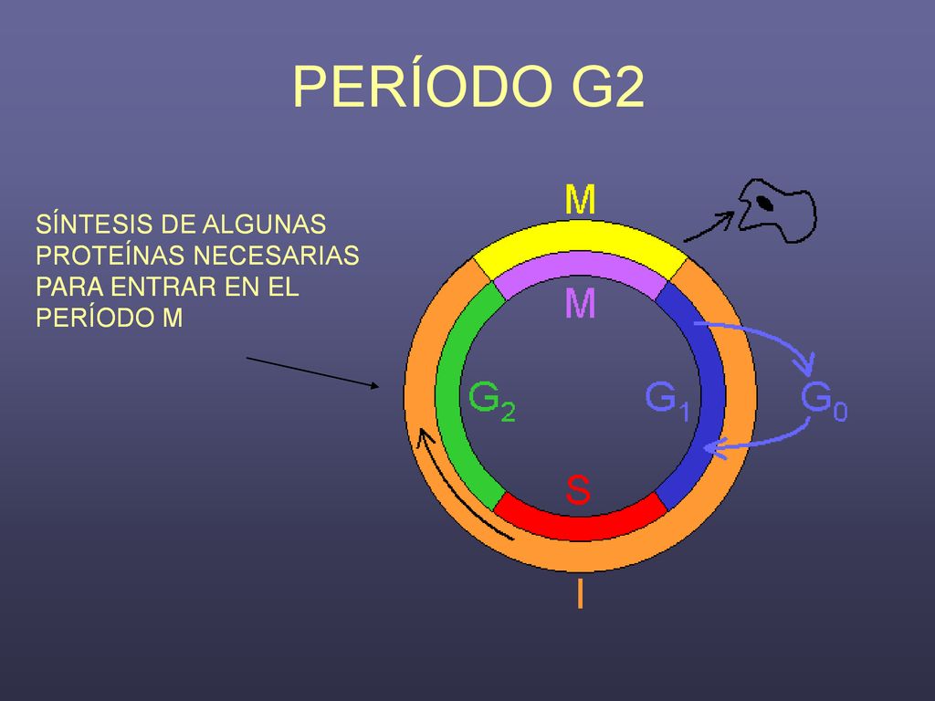 PERÍODO G2 SÍNTESIS DE ALGUNAS PROTEÍNAS NECESARIAS PARA ENTRAR EN EL