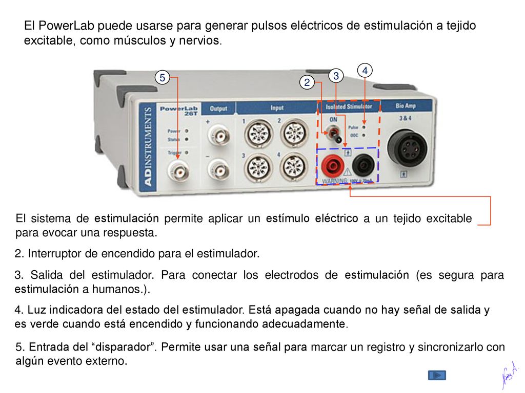 El PowerLab puede usarse para generar pulsos eléctricos de estimulación a tejido excitable, como músculos y nervios.