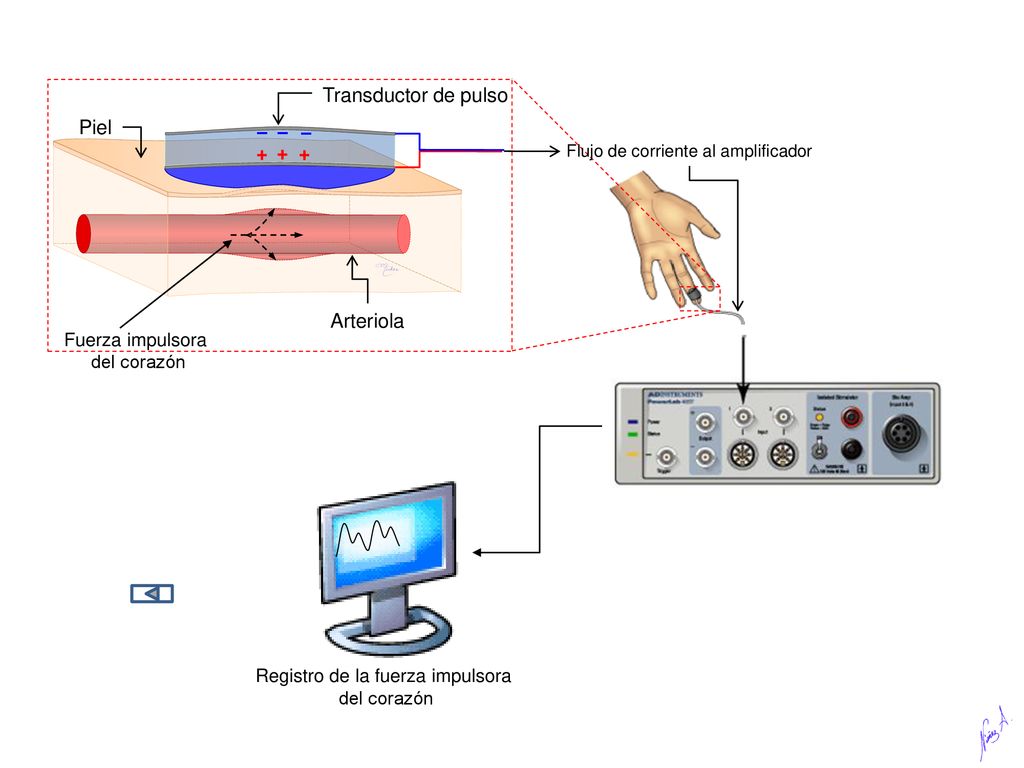 Transductor de pulso Piel − + Arteriola Fuerza impulsora del corazón