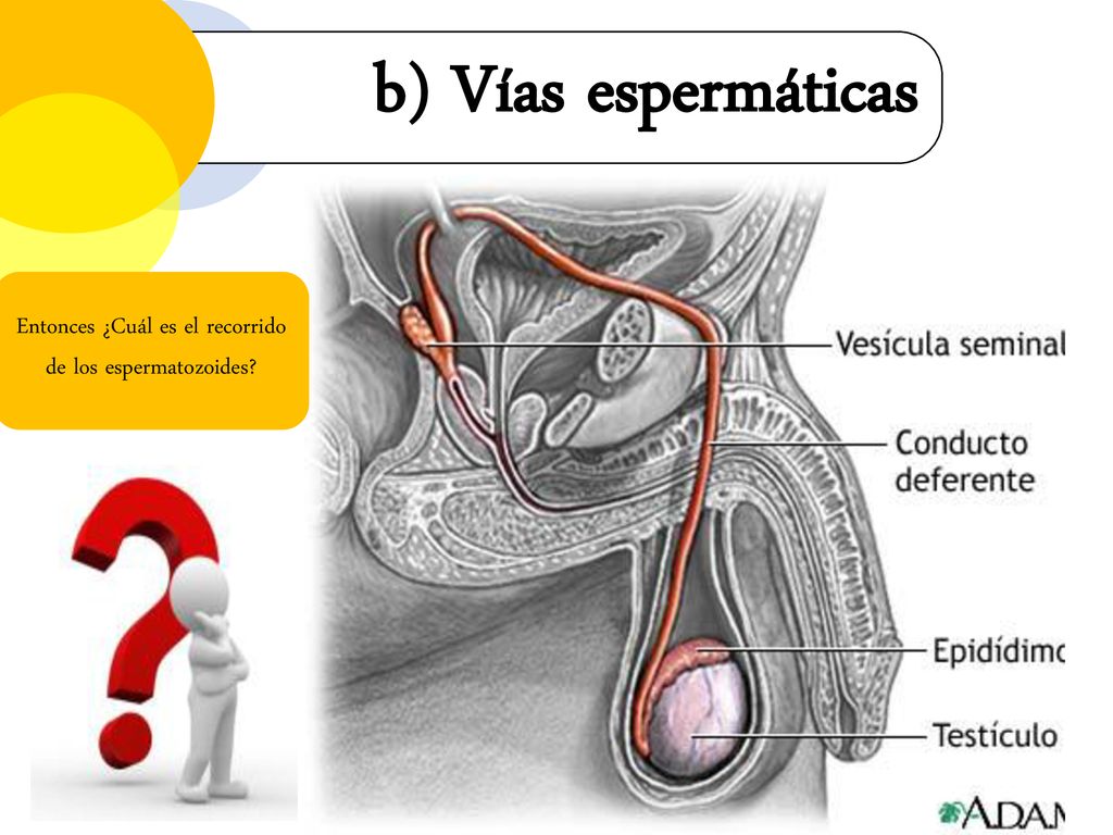 Entonces ¿Cuál es el recorrido de los espermatozoides