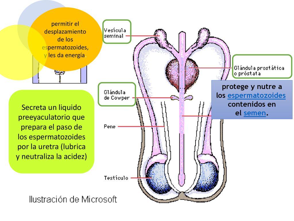 protege y nutre a los espermatozoides contenidos en el semen.