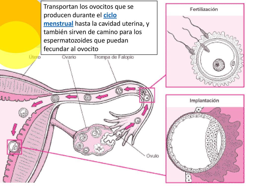 Transportan los ovocitos que se producen durante el ciclo menstrual hasta la cavidad uterina, y también sirven de camino para los espermatozoides que puedan fecundar al ovocito