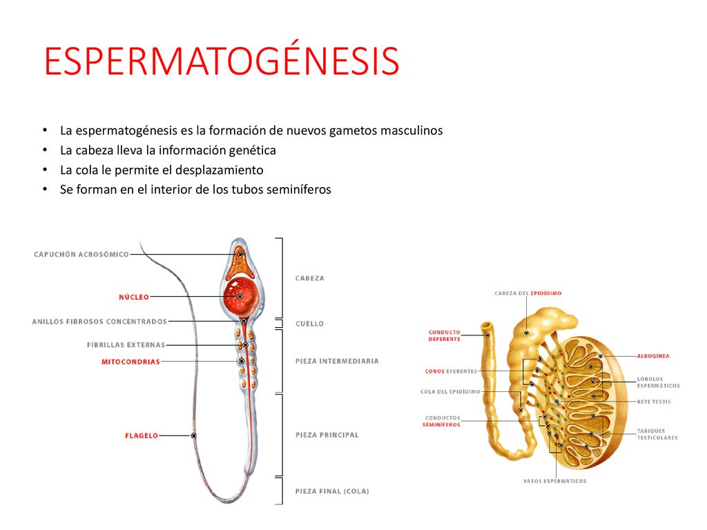 ESPERMATOGÉNESIS La espermatogénesis es la formación de nuevos gametos masculinos. La cabeza lleva la información genética.