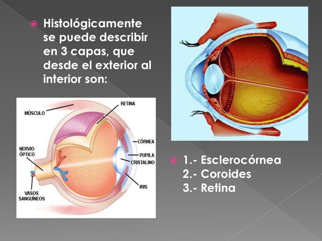 Histológicamente se puede describir en 3 capas, que desde el exterior al interior son: