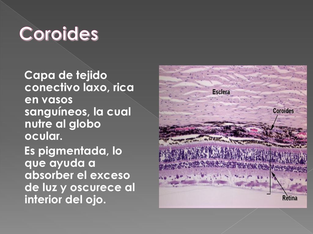 Coroides Capa de tejido conectivo laxo, rica en vasos sanguíneos, la cual nutre al globo ocular.