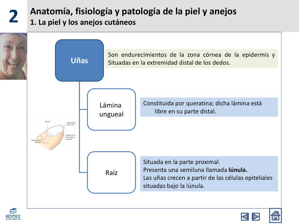 2 Anatomía, fisiología y patología de la piel y anejos 1. La piel y los anejos cutáneos. Uñas. Lámina.