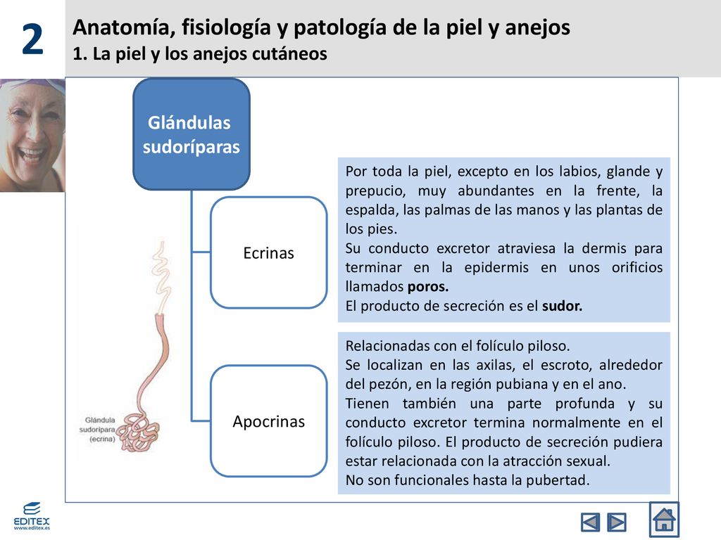 2 Anatomía, fisiología y patología de la piel y anejos 1. La piel y los anejos cutáneos. Glándulas.