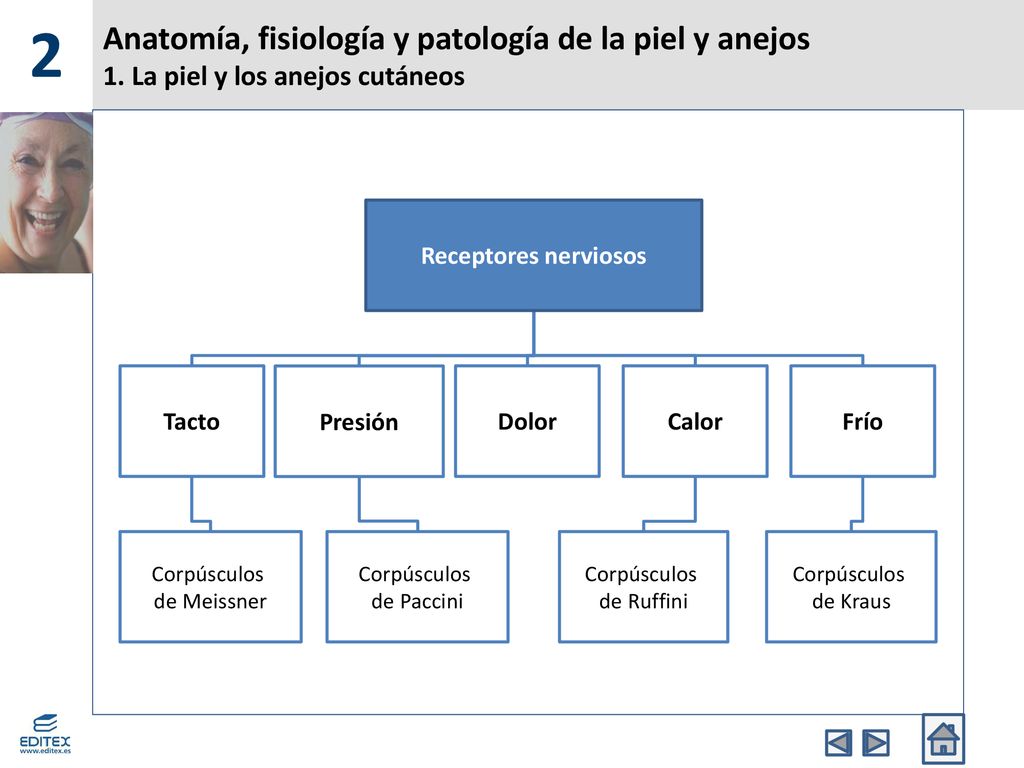 2 Anatomía, fisiología y patología de la piel y anejos 1. La piel y los anejos cutáneos. Receptores nerviosos.