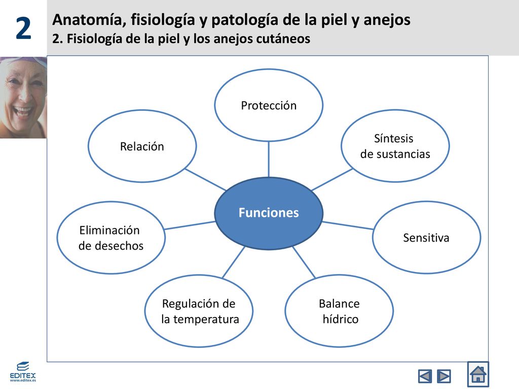 2 Anatomía, fisiología y patología de la piel y anejos 2. Fisiología de la piel y los anejos cutáneos.