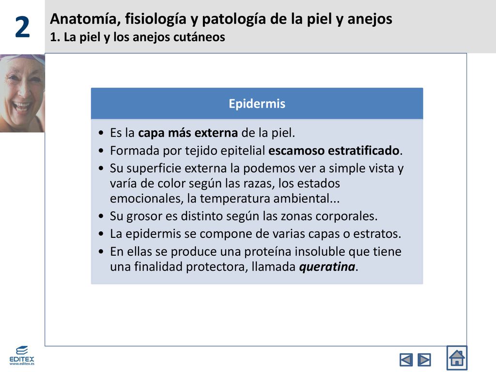 2 Anatomía, fisiología y patología de la piel y anejos 1. La piel y los anejos cutáneos. Epidermis.