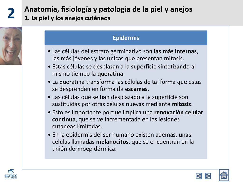 2 Anatomía, fisiología y patología de la piel y anejos 1. La piel y los anejos cutáneos. Epidermis.