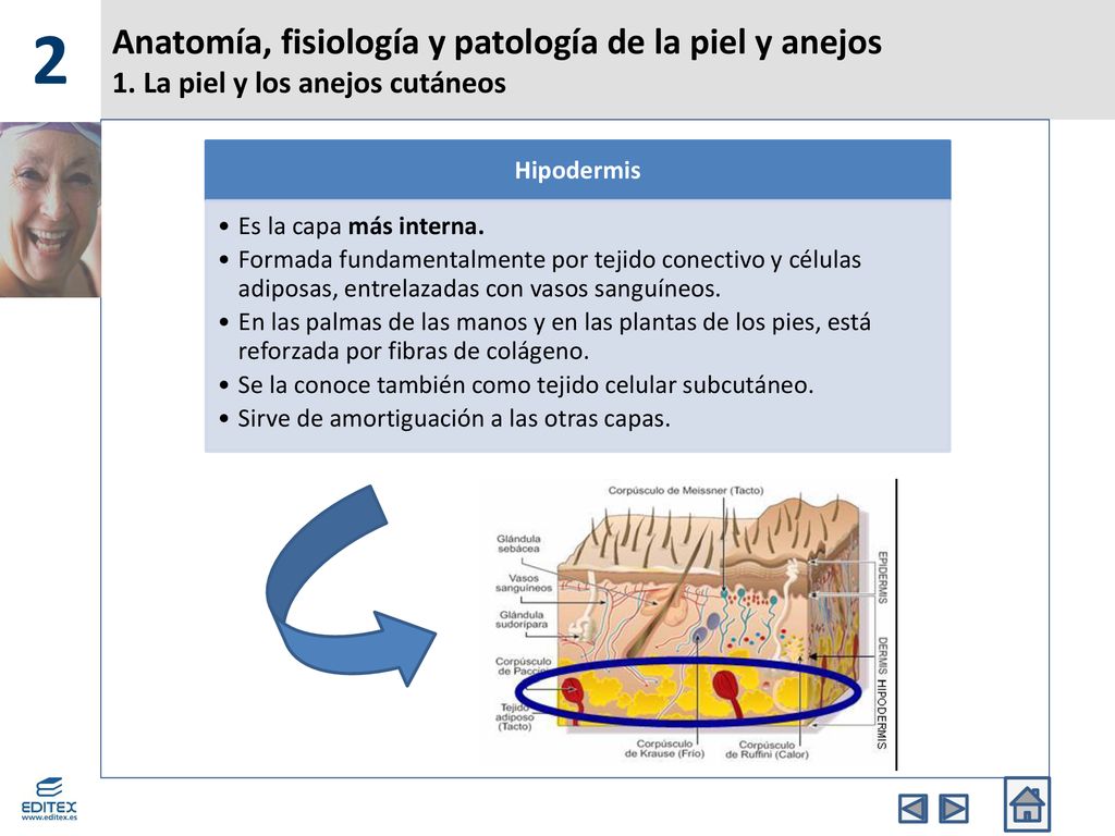 2 Anatomía, fisiología y patología de la piel y anejos 1. La piel y los anejos cutáneos. Hipodermis.