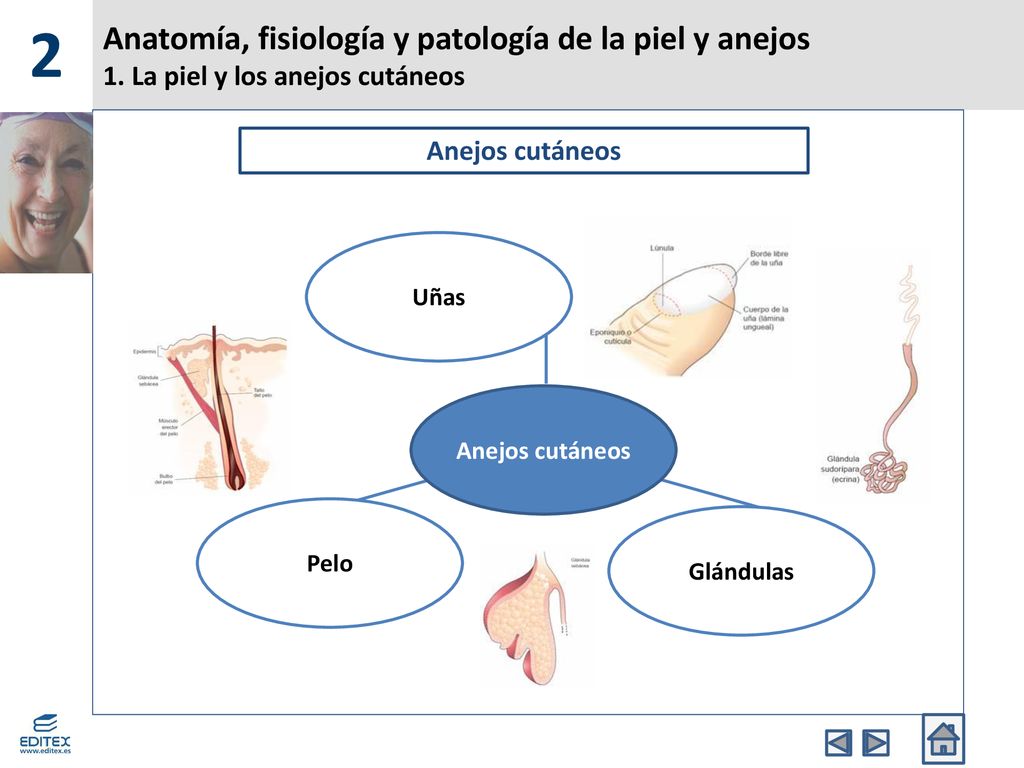 2 Anatomía, fisiología y patología de la piel y anejos 1. La piel y los anejos cutáneos. Anejos cutáneos.