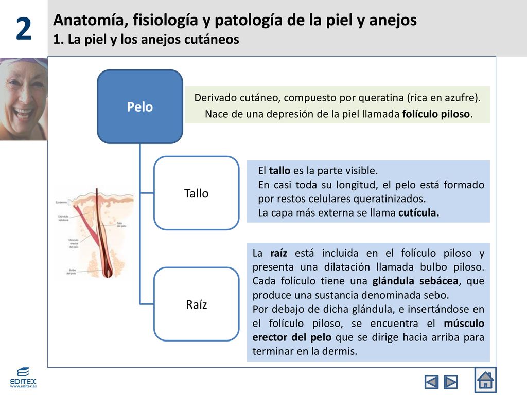 2 Anatomía, fisiología y patología de la piel y anejos 1. La piel y los anejos cutáneos. Pelo. Tallo.