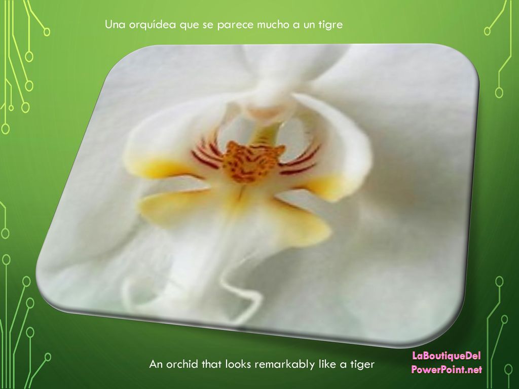 Una orquídea que se parece mucho a un tigre