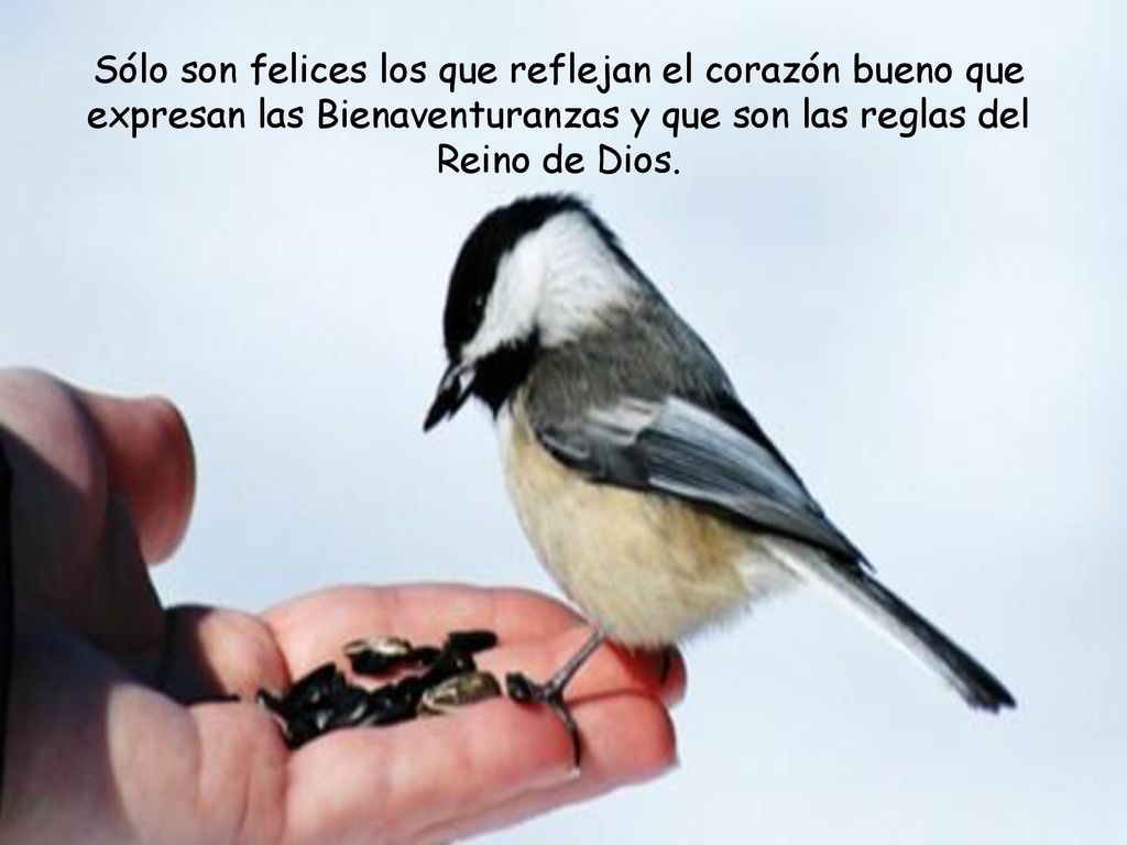 Sólo son felices los que reflejan el corazón bueno que expresan las Bienaventuranzas y que son las reglas del Reino de Dios.