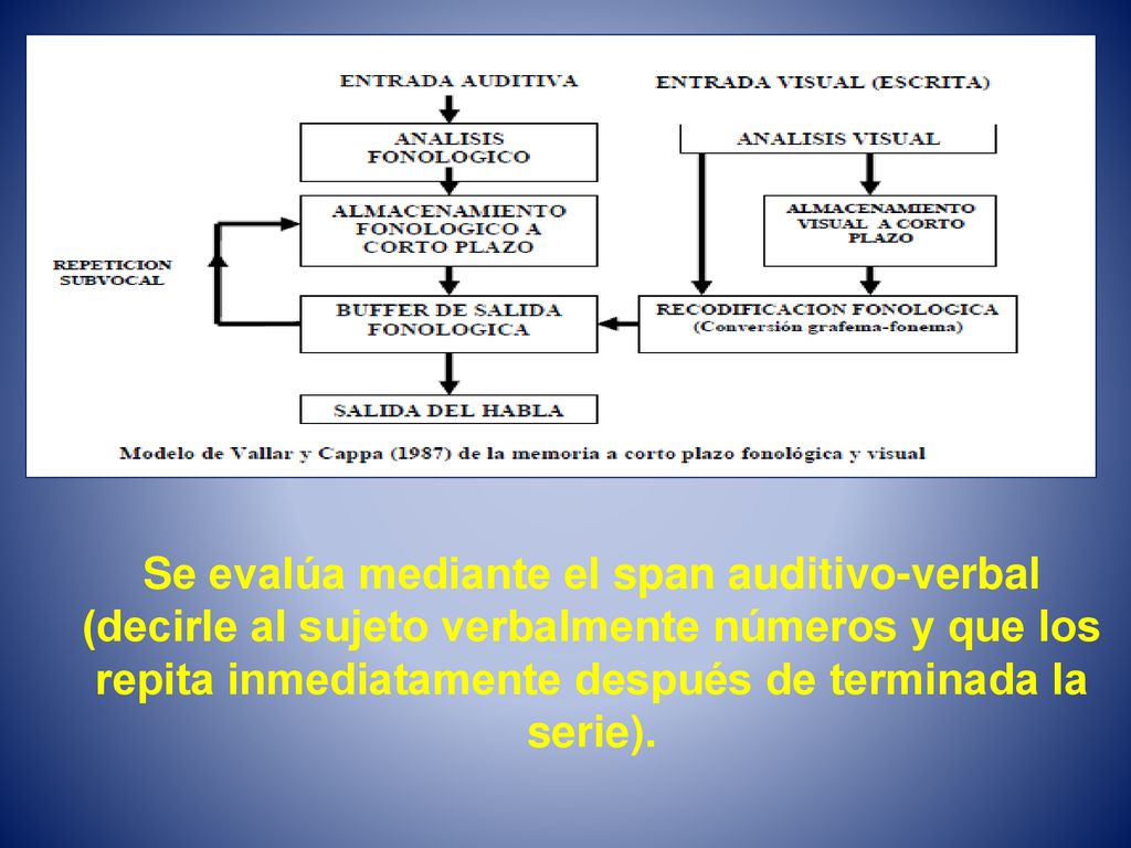 Se evalúa mediante el span auditivo-verbal (decirle al sujeto verbalmente números y que los repita inmediatamente después de terminada la serie).