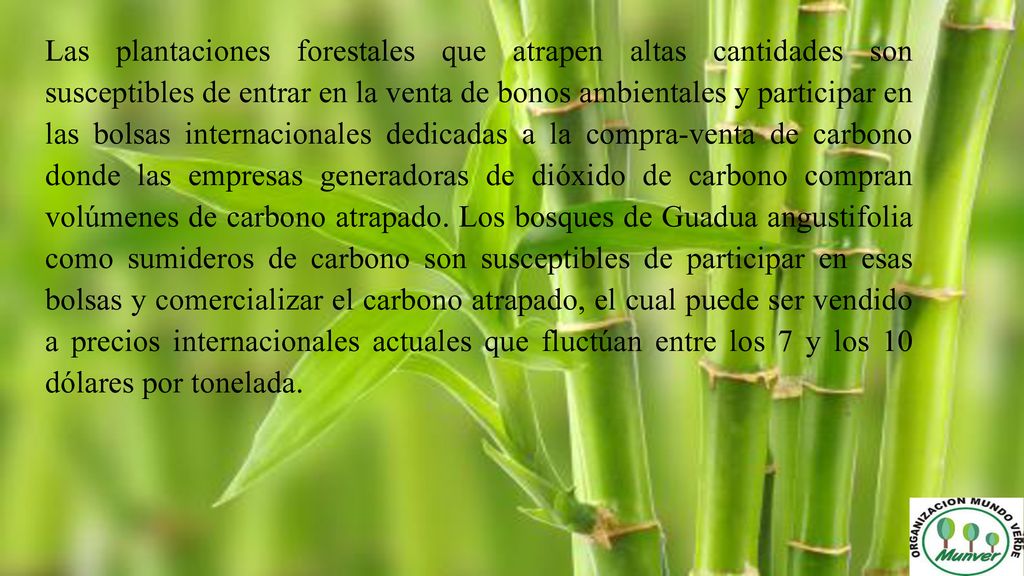 Las plantaciones forestales que atrapen altas cantidades son susceptibles de entrar en la venta de bonos ambientales y participar en las bolsas internacionales dedicadas a la compra-venta de carbono donde las empresas generadoras de dióxido de carbono compran volúmenes de carbono atrapado.