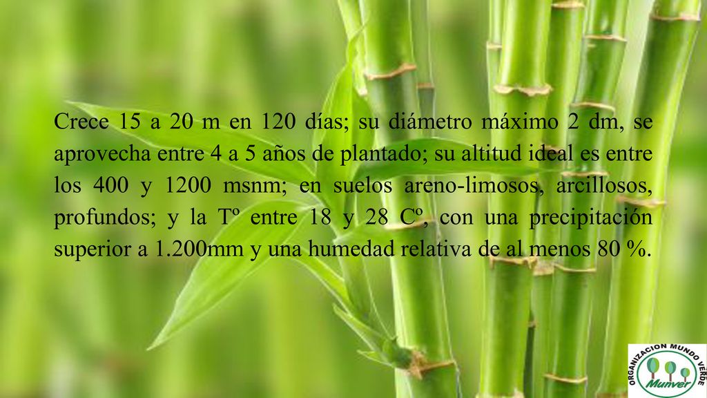 Crece 15 a 20 m en 120 días; su diámetro máximo 2 dm, se aprovecha entre 4 a 5 años de plantado; su altitud ideal es entre los 400 y 1200 msnm; en suelos areno-limosos, arcillosos, profundos; y la Tº entre 18 y 28 Cº, con una precipitación superior a 1.200mm y una humedad relativa de al menos 80 %.