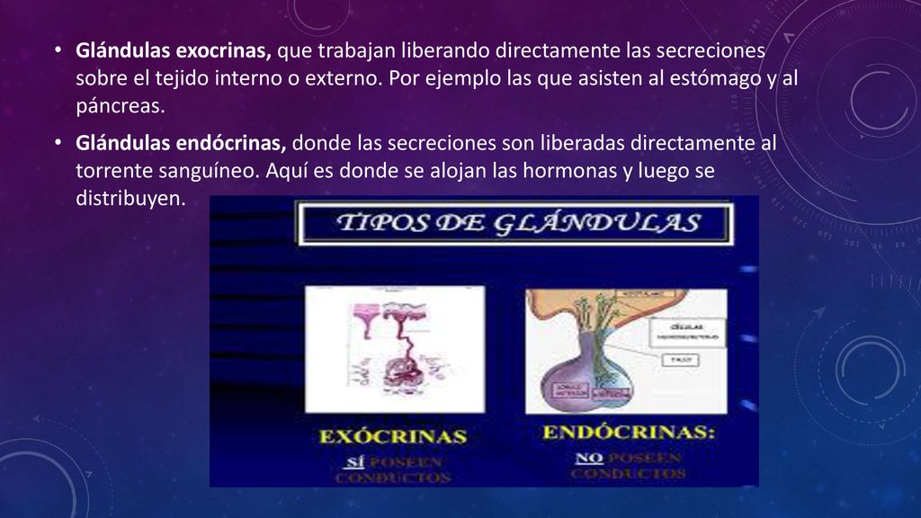 Glándulas exocrinas, que trabajan liberando directamente las secreciones sobre el tejido interno o externo. Por ejemplo las que asisten al estómago y al páncreas.
