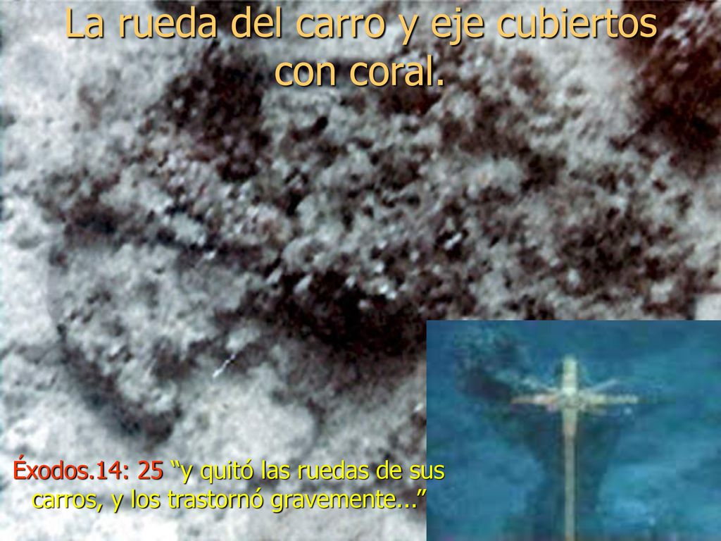 La rueda del carro y eje cubiertos con coral.