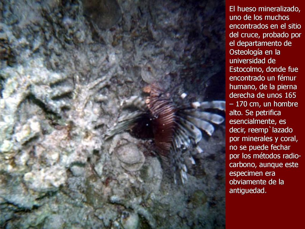El hueso mineralizado, uno de los muchos encontrados en el sitio del cruce, probado por el departamento de Osteología en la universidad de Estocolmo, donde fue encontrado un fémur humano, de la pierna derecha de unos 165 – 170 cm, un hombre alto.