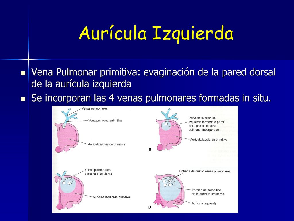 Aurícula Izquierda Vena Pulmonar primitiva: evaginación de la pared dorsal de la aurícula izquierda.