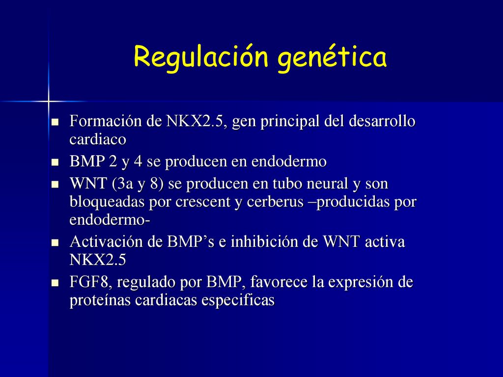 Regulación genética Formación de NKX2.5, gen principal del desarrollo cardiaco. BMP 2 y 4 se producen en endodermo.