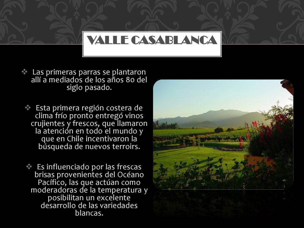 Valle casablanca Las primeras parras se plantaron allí a mediados de los años 80 del siglo pasado.