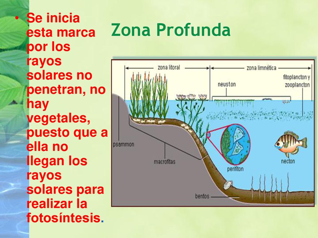 Se inicia esta marca por los rayos solares no penetran, no hay vegetales, puesto que a ella no llegan los rayos solares para realizar la fotosíntesis.