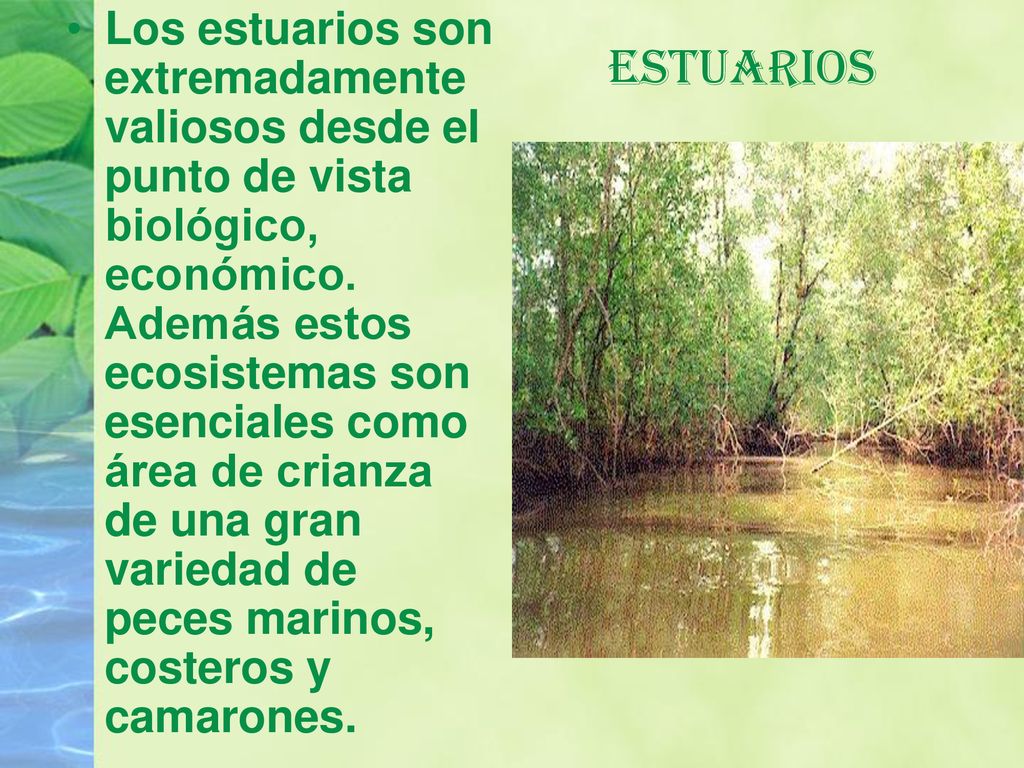 Los estuarios son extremadamente valiosos desde el punto de vista biológico, económico. Además estos ecosistemas son esenciales como área de crianza de una gran variedad de peces marinos, costeros y camarones.
