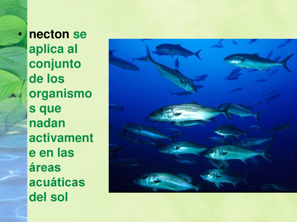 necton se aplica al conjunto de los organismos que nadan activamente en las áreas acuáticas del sol