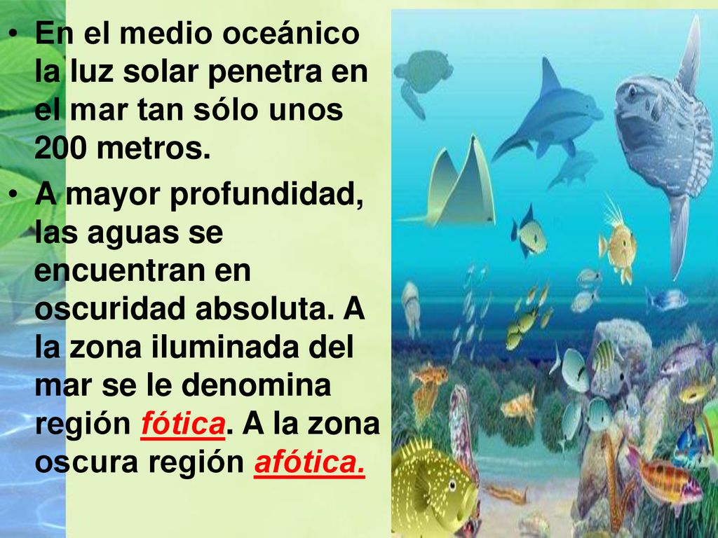 En el medio oceánico la luz solar penetra en el mar tan sólo unos 200 metros.