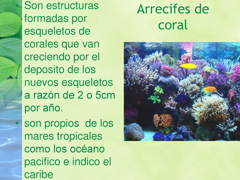 Son estructuras formadas por esqueletos de corales que van creciendo por el deposito de los nuevos esqueletos a razón de 2 o 5cm por año.