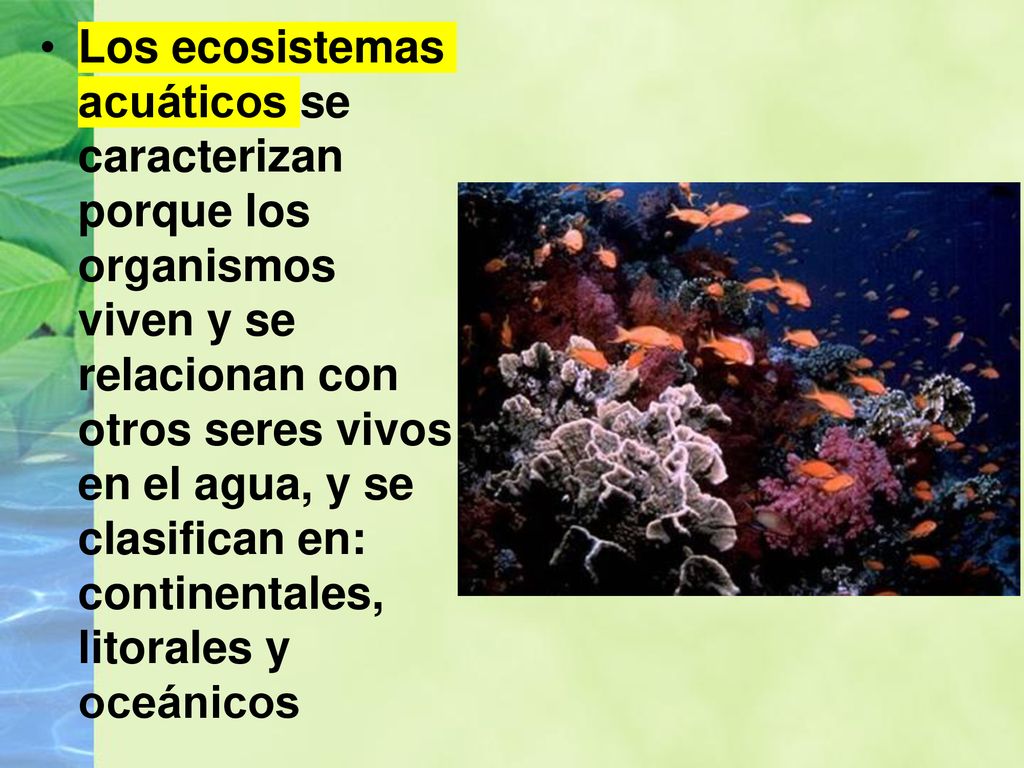 Los ecosistemas acuáticos se caracterizan porque los organismos viven y se relacionan con otros seres vivos en el agua, y se clasifican en: continentales, litorales y oceánicos