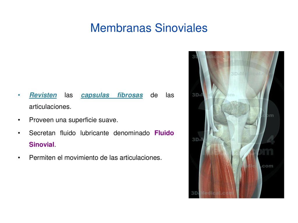 Membranas Sinoviales Revisten las capsulas fibrosas de las articulaciones. Proveen una superficie suave.