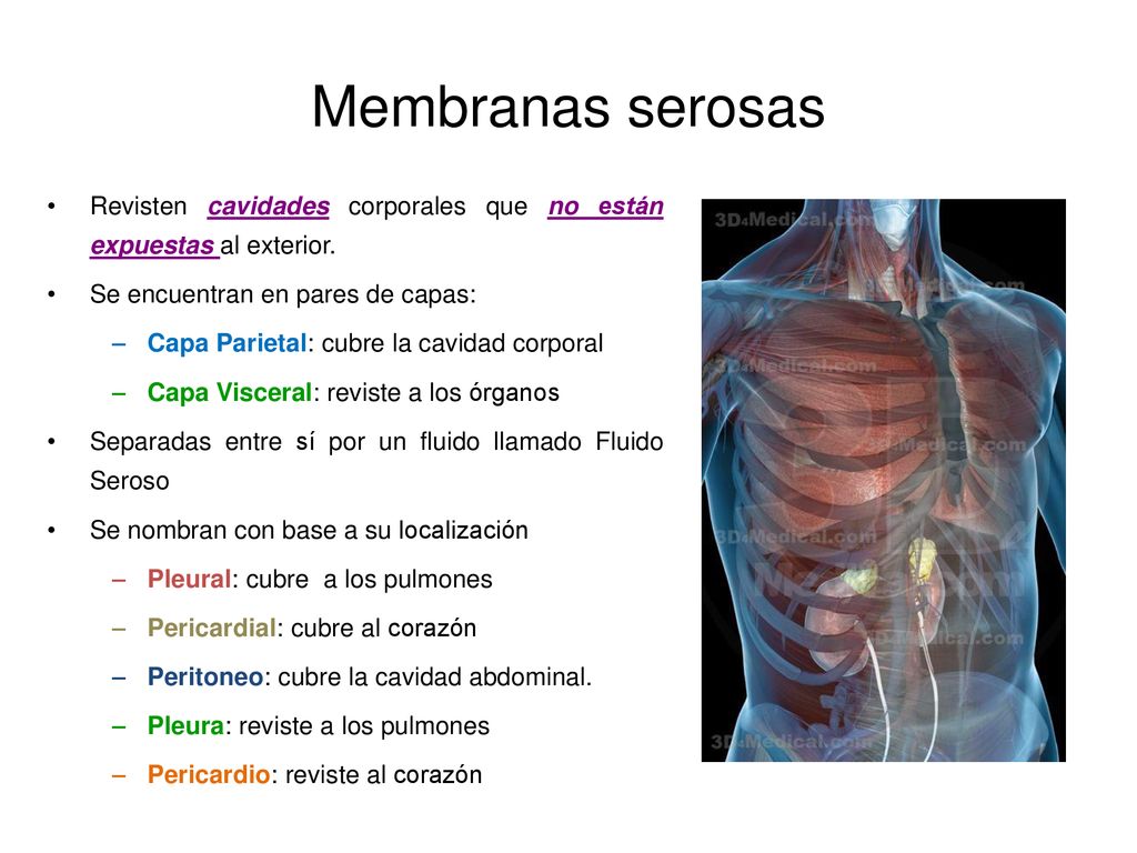 Membranas serosas Revisten cavidades corporales que no están expuestas al exterior. Se encuentran en pares de capas: