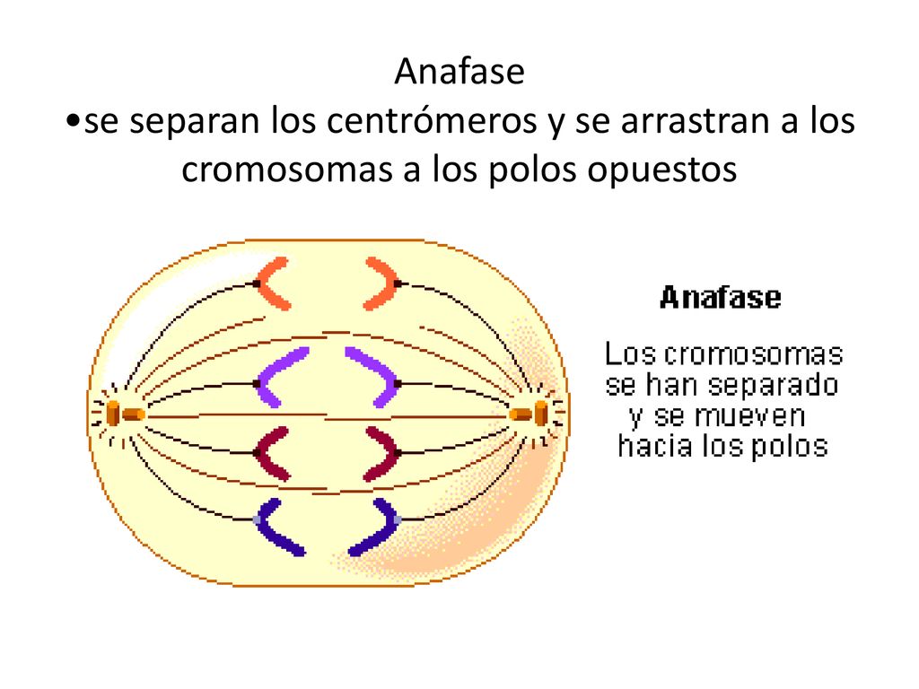 Anafase •se separan los centrómeros y se arrastran a los cromosomas a los polos opuestos