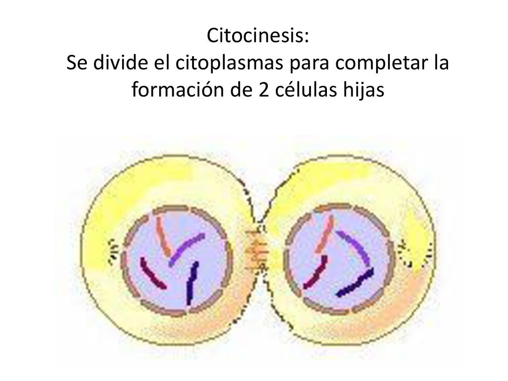 Citocinesis: Se divide el citoplasmas para completar la formación de 2 células hijas