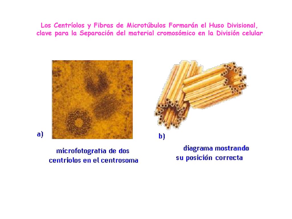 Los Centríolos y Fibras de Microtúbulos Formarán el Huso Divisional,