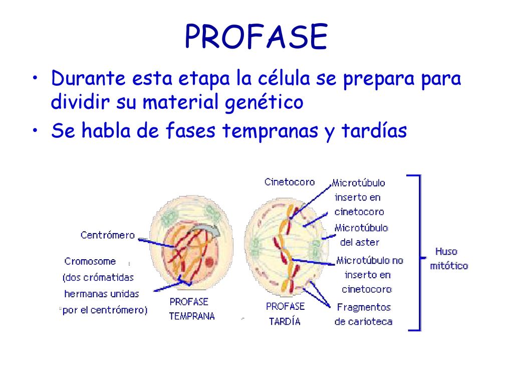 PROFASE Durante esta etapa la célula se prepara para dividir su material genético.