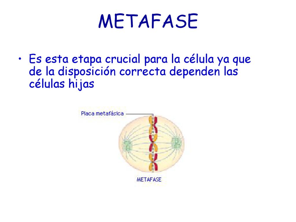 METAFASE Es esta etapa crucial para la célula ya que de la disposición correcta dependen las células hijas.