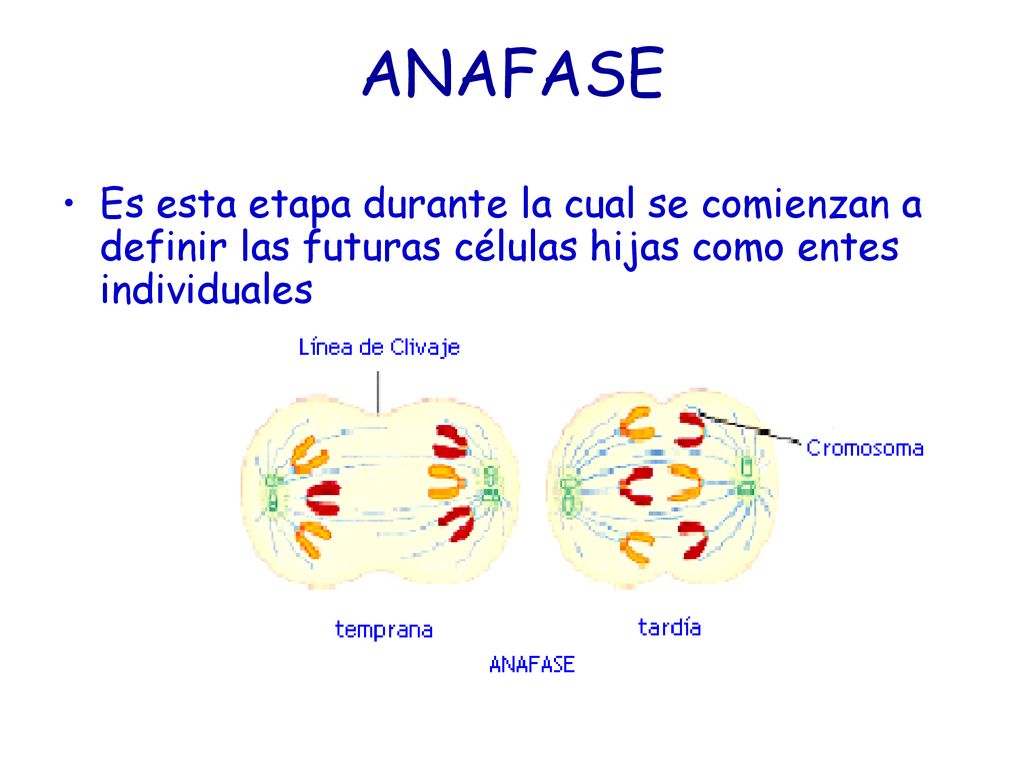 ANAFASE Es esta etapa durante la cual se comienzan a definir las futuras células hijas como entes individuales.