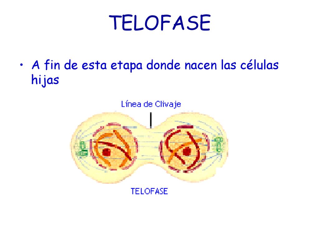 TELOFASE A fin de esta etapa donde nacen las células hijas