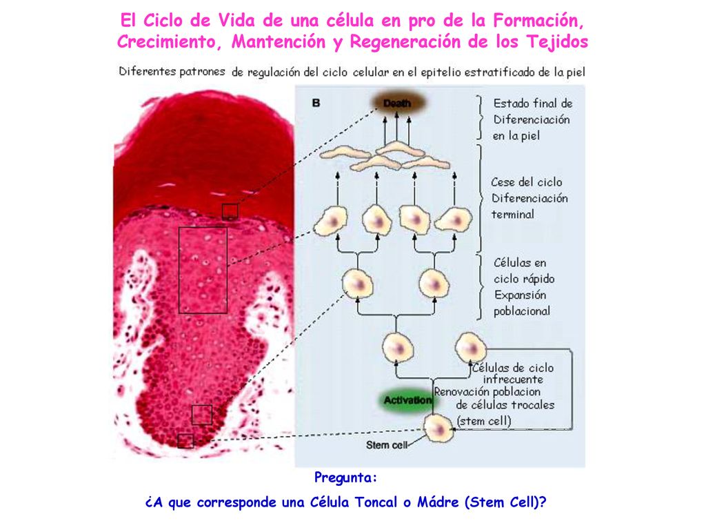 ¿A que corresponde una Célula Toncal o Mádre (Stem Cell)