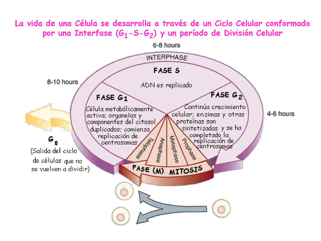 La vida de una Célula se desarrolla a través de un Ciclo Celular conformado por una Interfase (G1-S-G2) y un período de División Celular