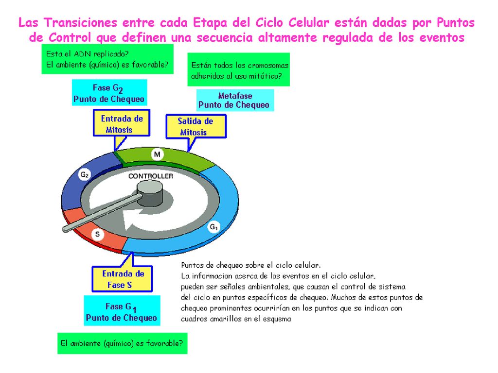 Las Transiciones entre cada Etapa del Ciclo Celular están dadas por Puntos de Control que definen una secuencia altamente regulada de los eventos