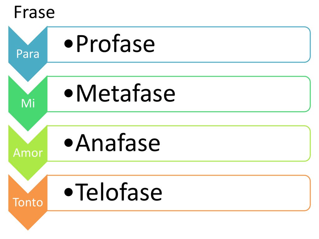 Frase Para Profase Mi Metafase Amor Anafase Tonto Telofase